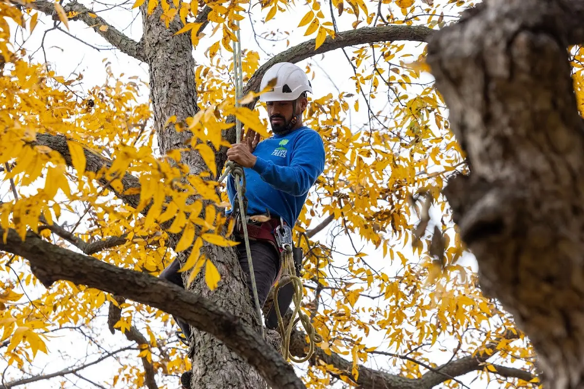 Skilled Tree Trimming crew working in Boyd