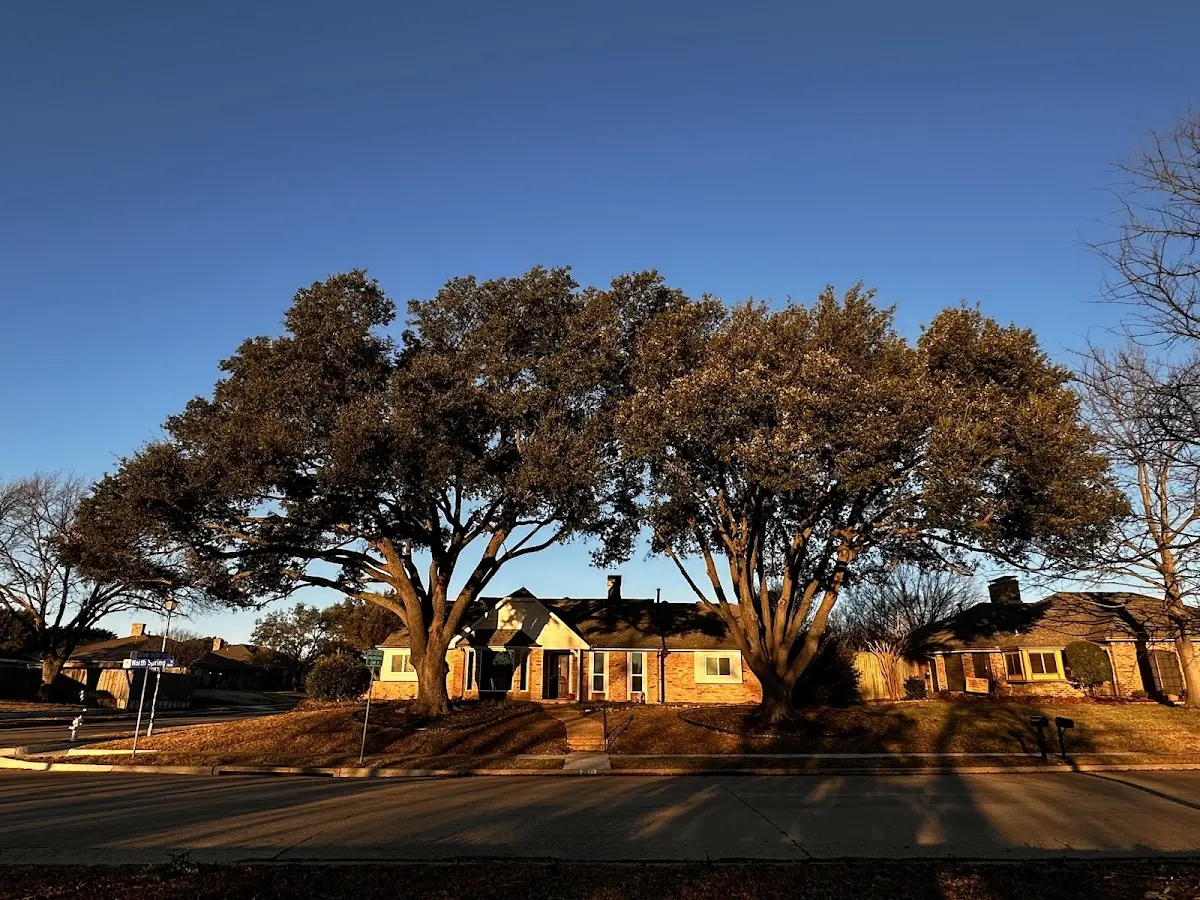 Established residential canopy tree shading a home in Boyd